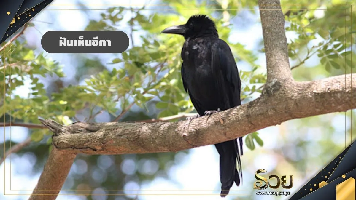 ภาพประกอบเนื้อหาทำนายฝัน เป็นรูปนกสีดำเกาะอยู่บนกิ่งไม้